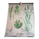 Old Deyrolle poster - wheat