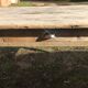 Old farm table
