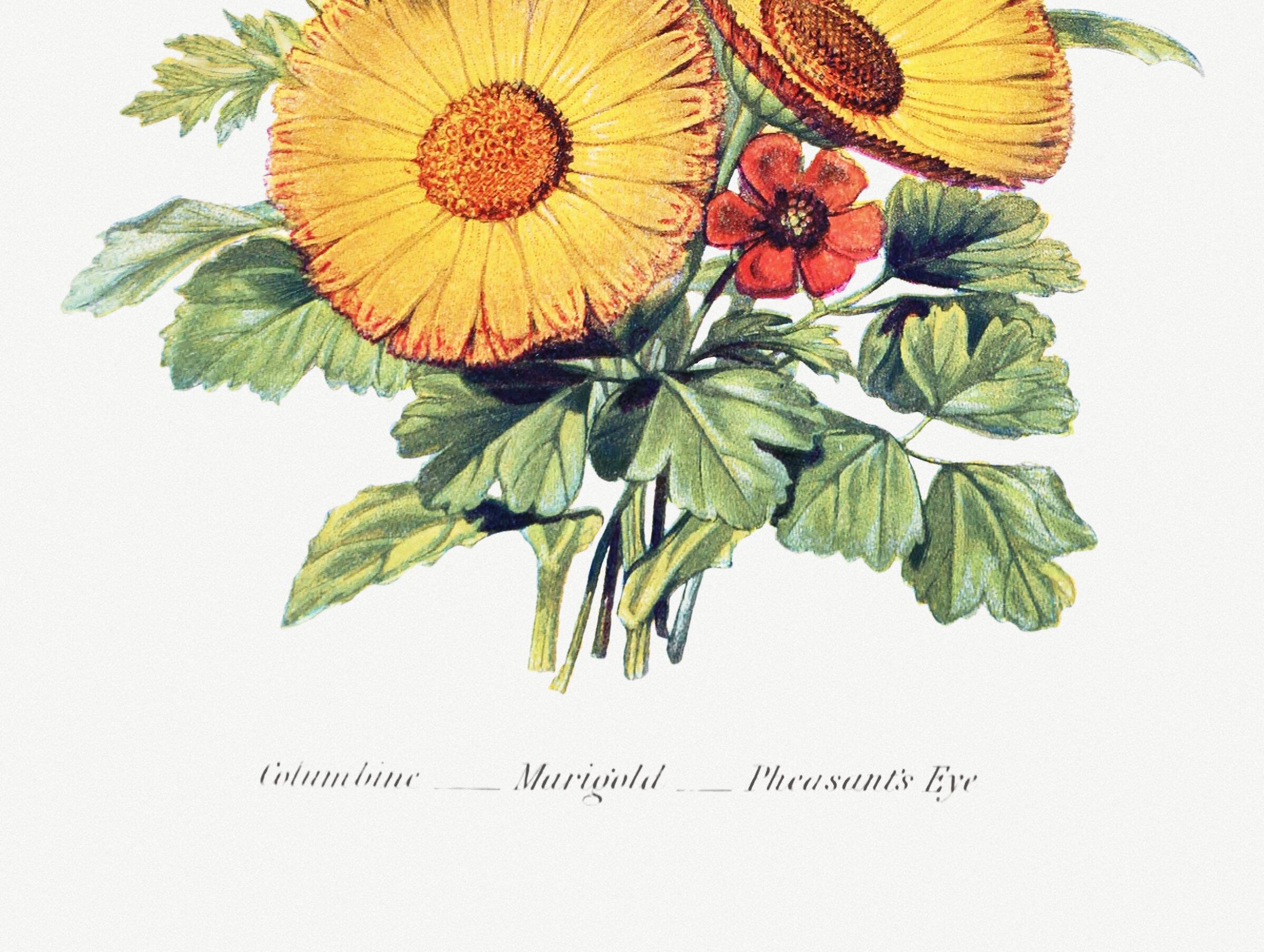 Poster about columbines, marigolds and adonis, based on a lithograph