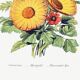 Poster about columbines, marigolds and adonis, based on a lithograph