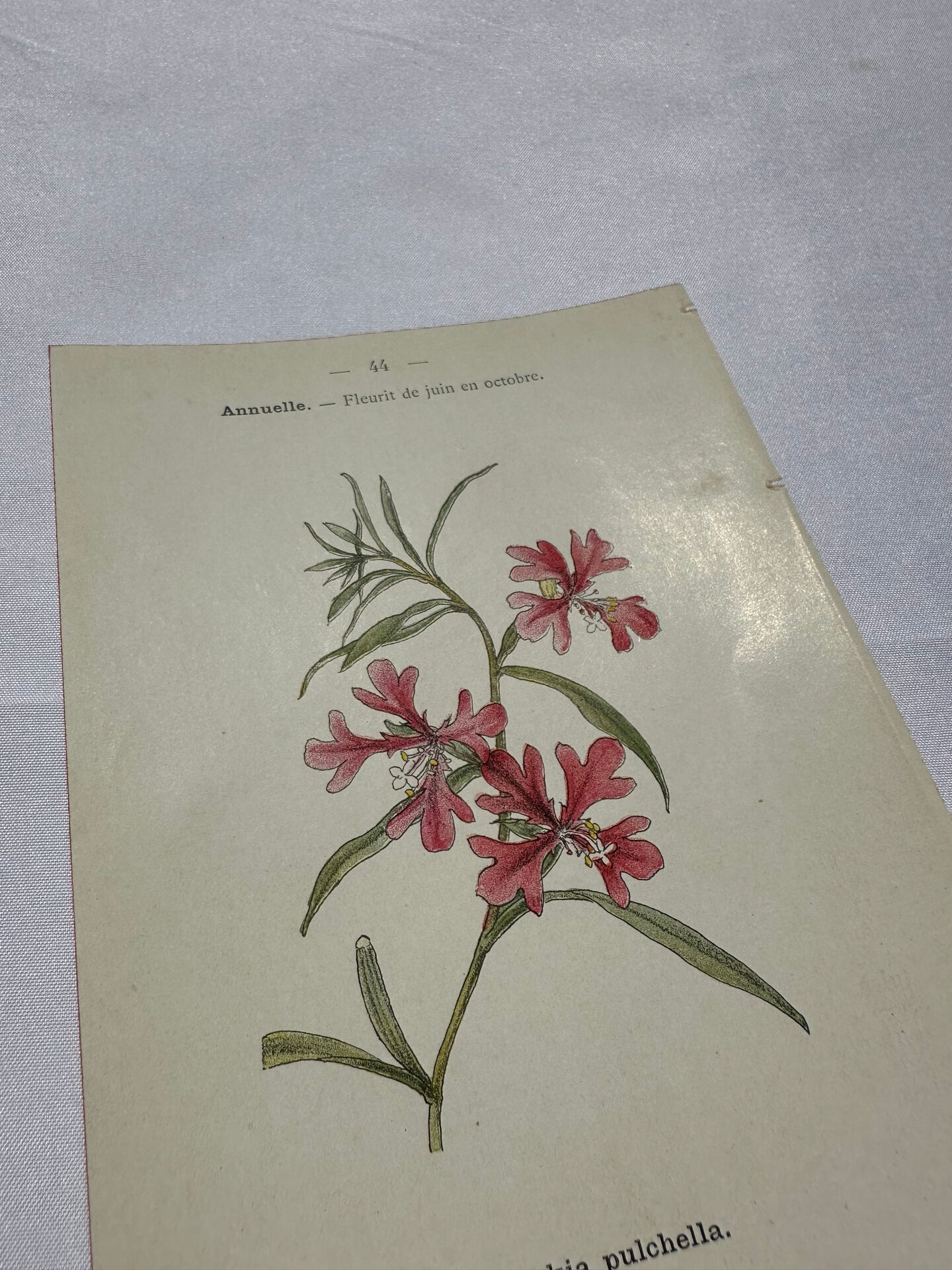Old double-sided botanical engraving naturalist plate 1800
