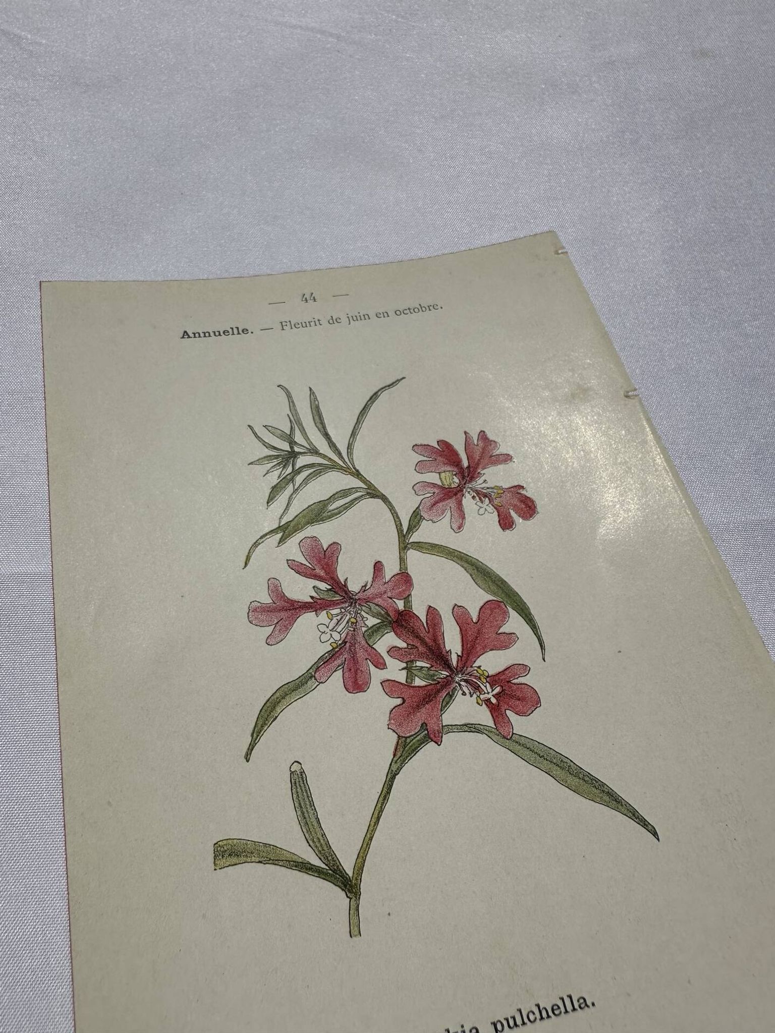 Gravure botanique ancienne double face planche naturaliste 1800