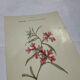 Old double-sided botanical engraving naturalist plate 1800