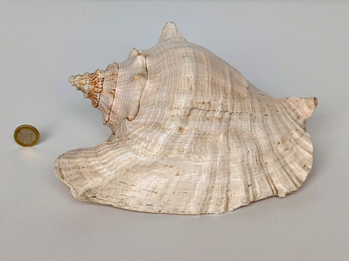 Pink shell, conch, stombus gigas, pink conch