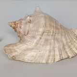 Pink shell, conch, stombus gigas, pink conch