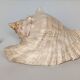 Pink shell, conch, stombus gigas, pink conch