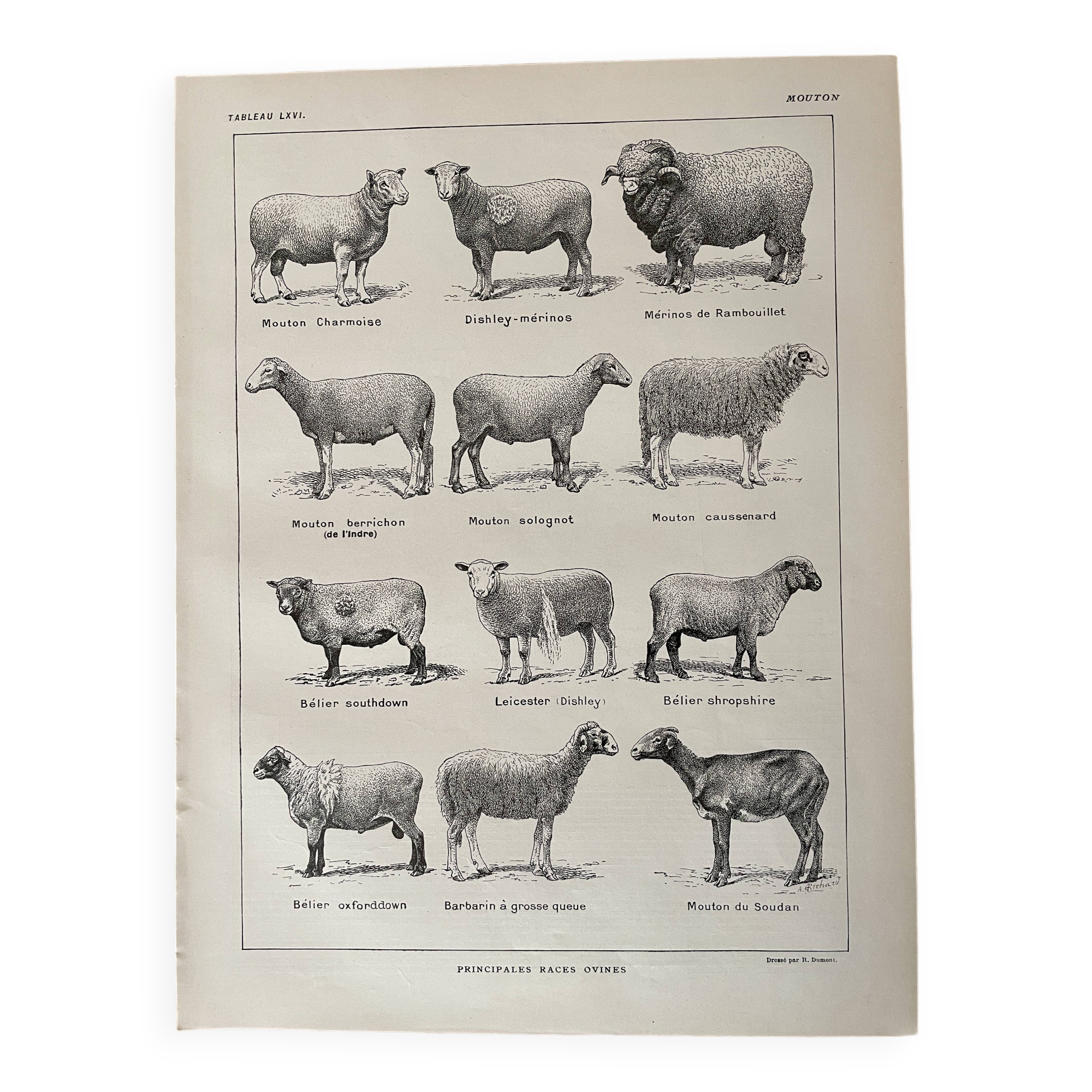 Lithograph on sheep - 1920
