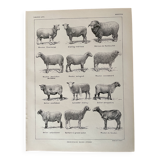 Lithograph on sheep - 1920