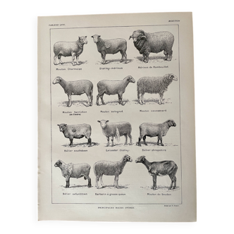 Lithographie sur les moutons - 1920