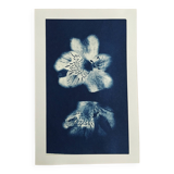 Lots of 4 10x15 Cyanotype prints to frame or give as a gift