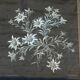 Painting old flowers Stauffacher cabinet of curiosity