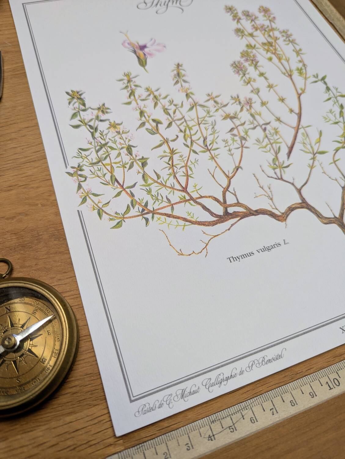 Printed in 1995, the Thyme. Vintage Botany.