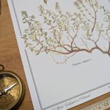 Printed in 1995, the Thyme. Vintage Botany.