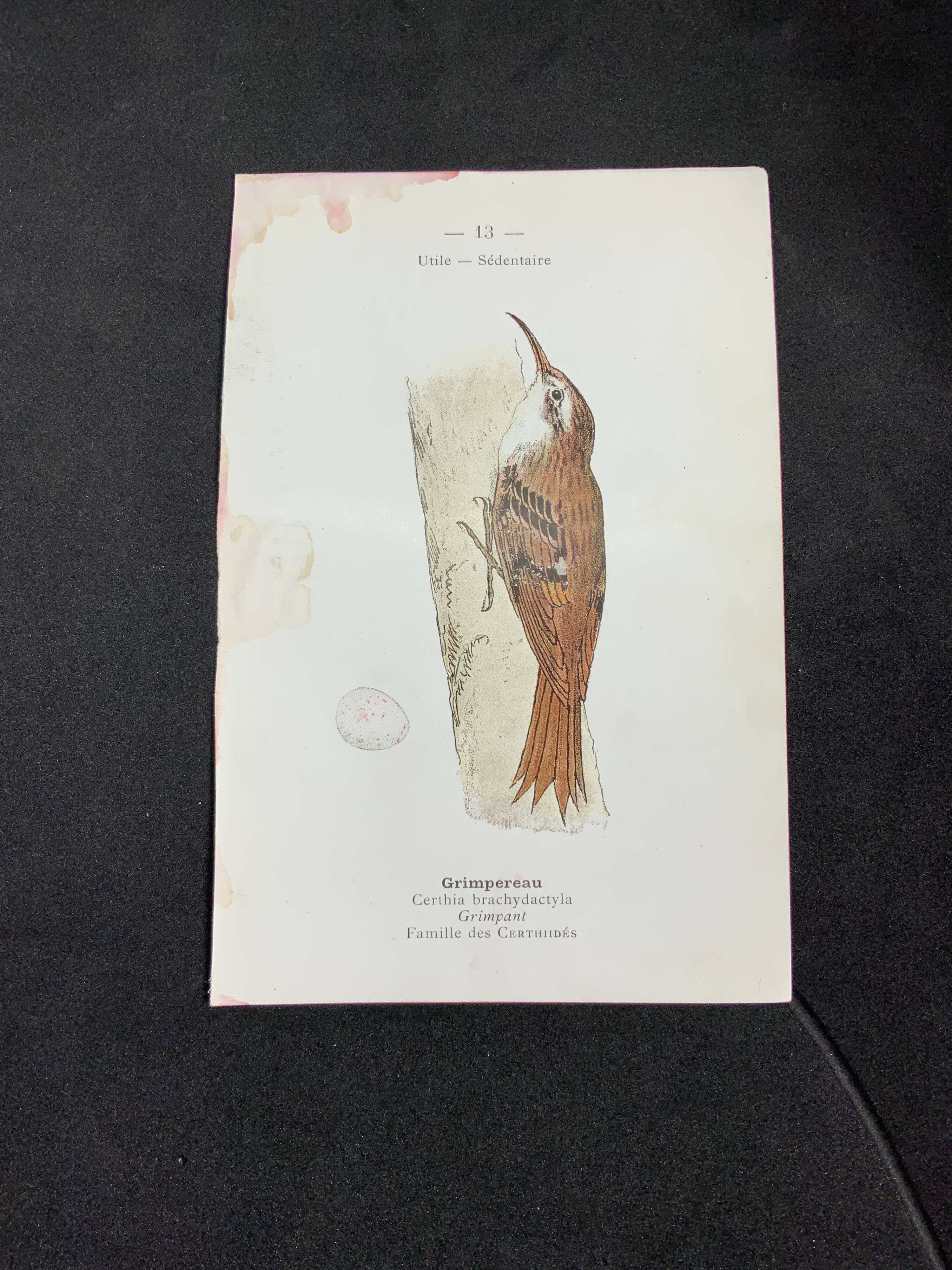 Planche naturaliste ancienne oiseaux gravure double face ouvrage 1908 G. Denise