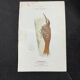Planche naturaliste ancienne oiseaux gravure double face ouvrage 1908 G. Denise