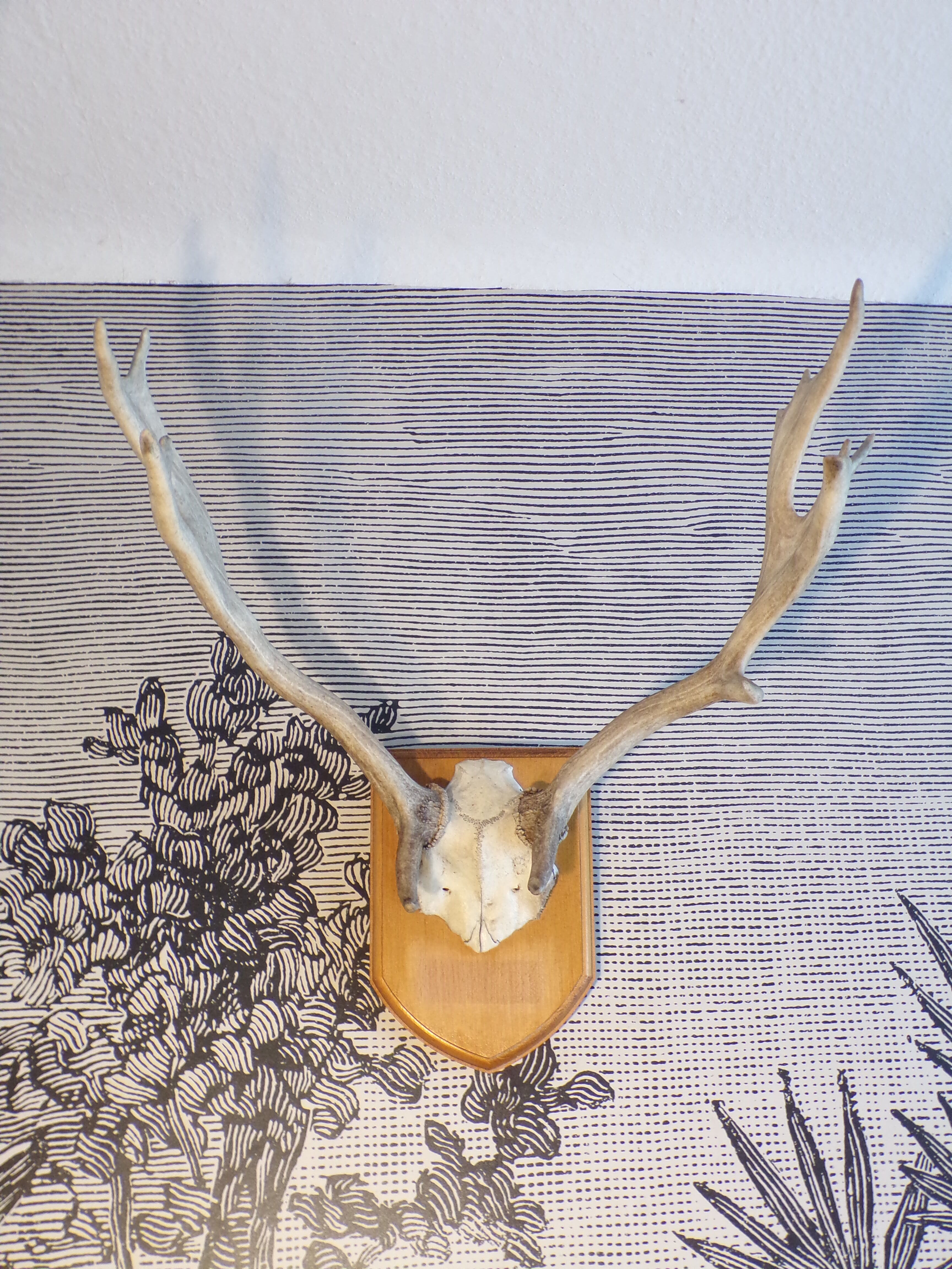Suede hunting trophy