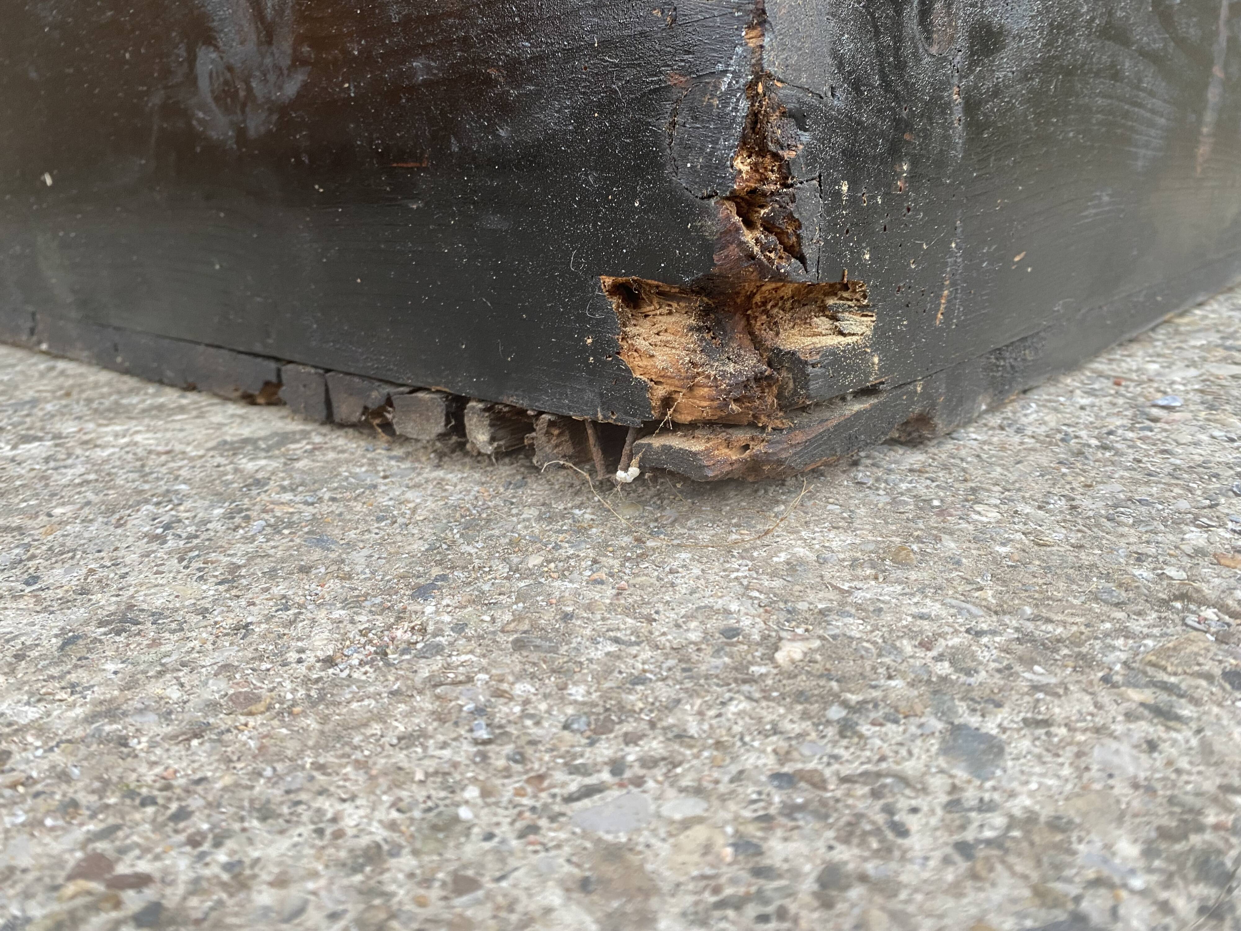 Large old trunk