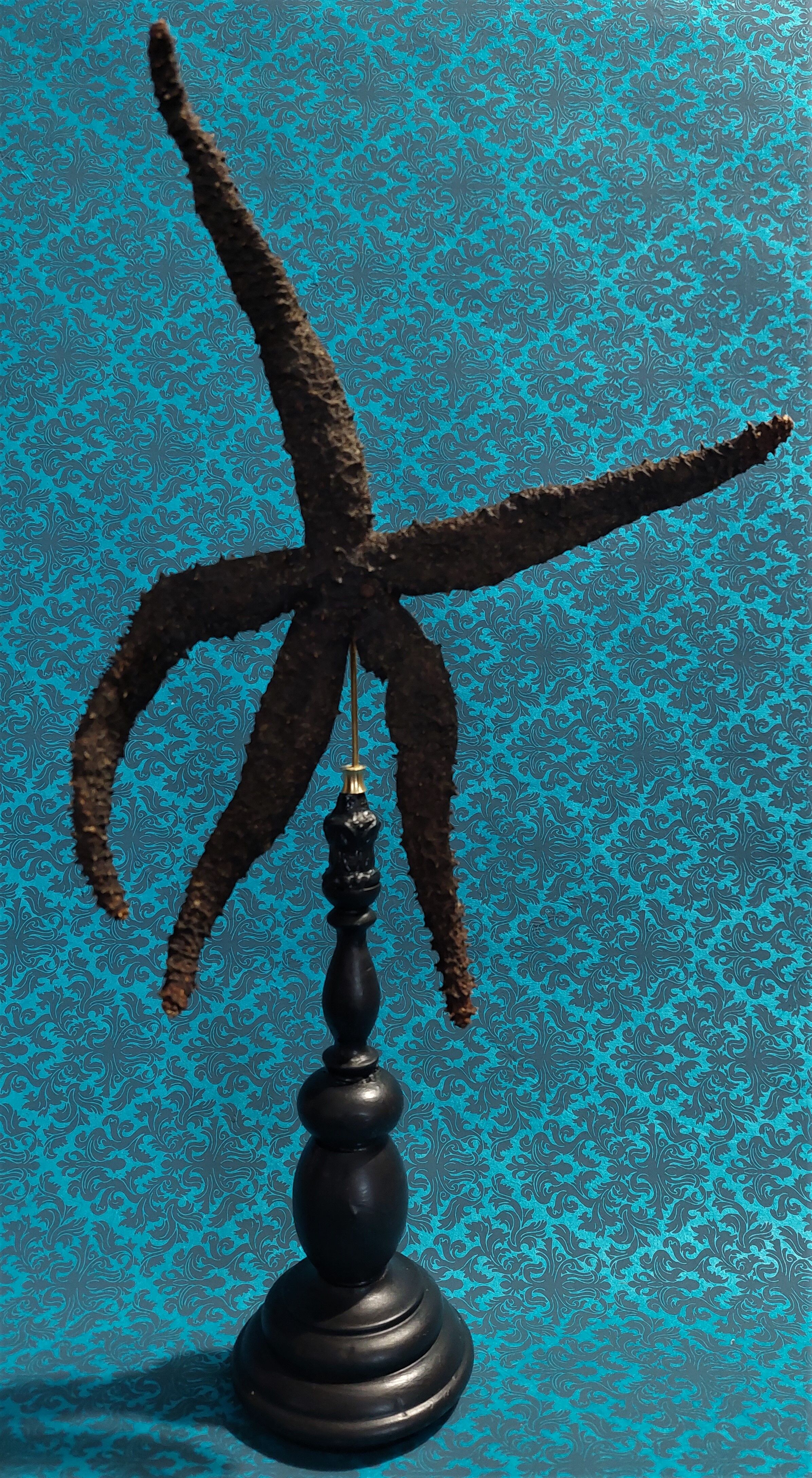 Cabinet de curiosités étoile de mer noire marthasterias glacialis sur socle