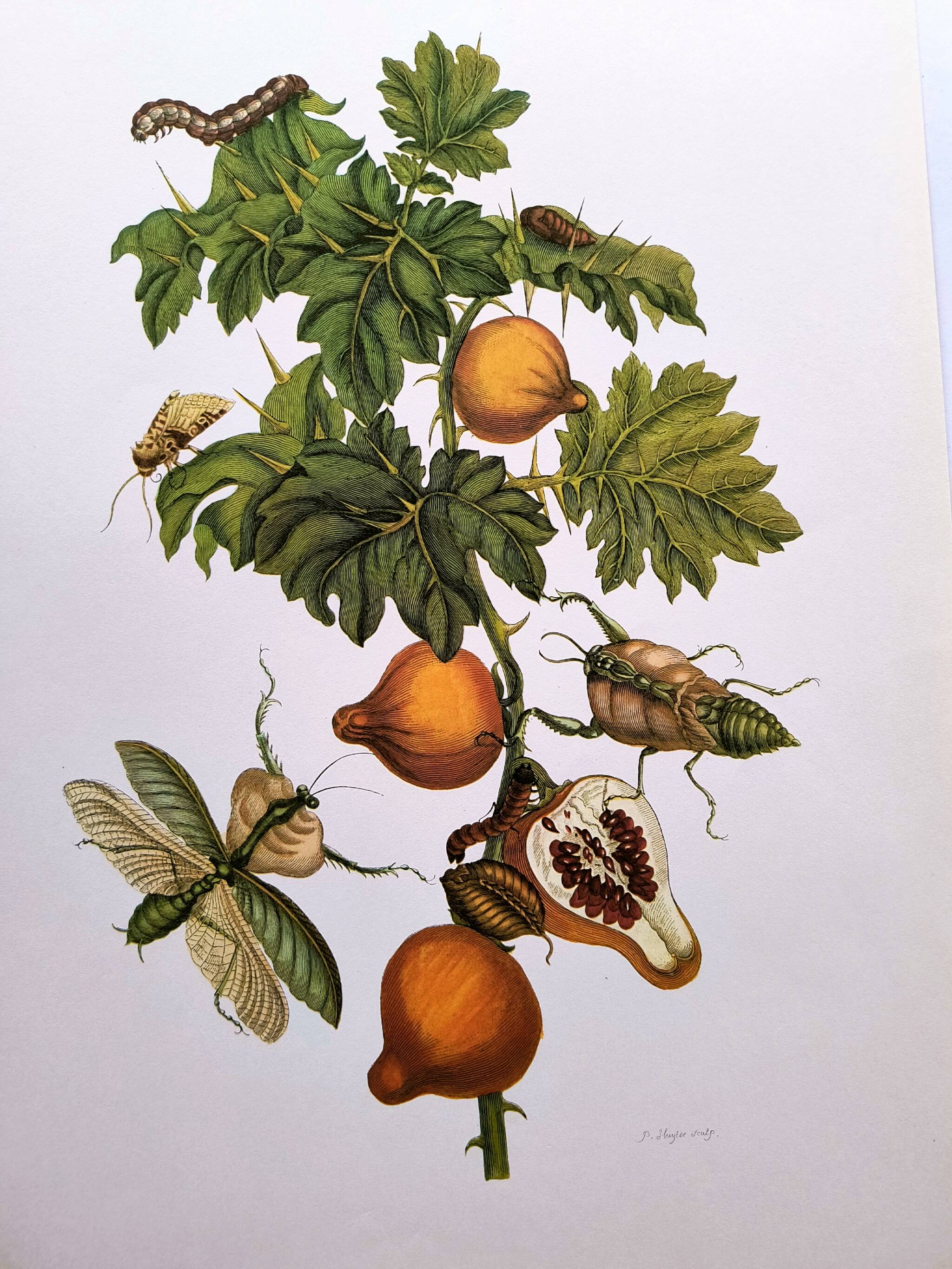 Vintage illustration - Pomegranate and insects - by Merian