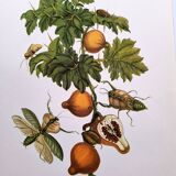 Vintage illustration - Pomegranate and insects - by Merian