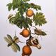 Illustration vintage -  Grenadier et insectes - par Merian. Planche
