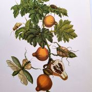 Vintage illustration - Pomegranate and insects - by Merian