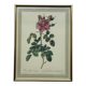 Floral illustration