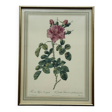Illustration florale
