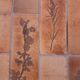 Coffee table Raymonde Leduc Model "Herbarium"