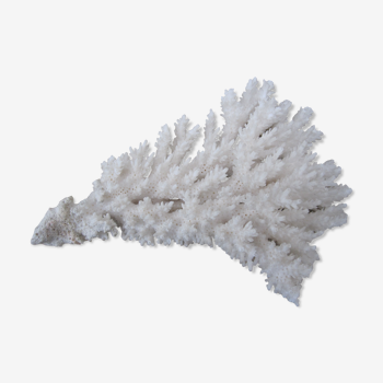 white coral branch