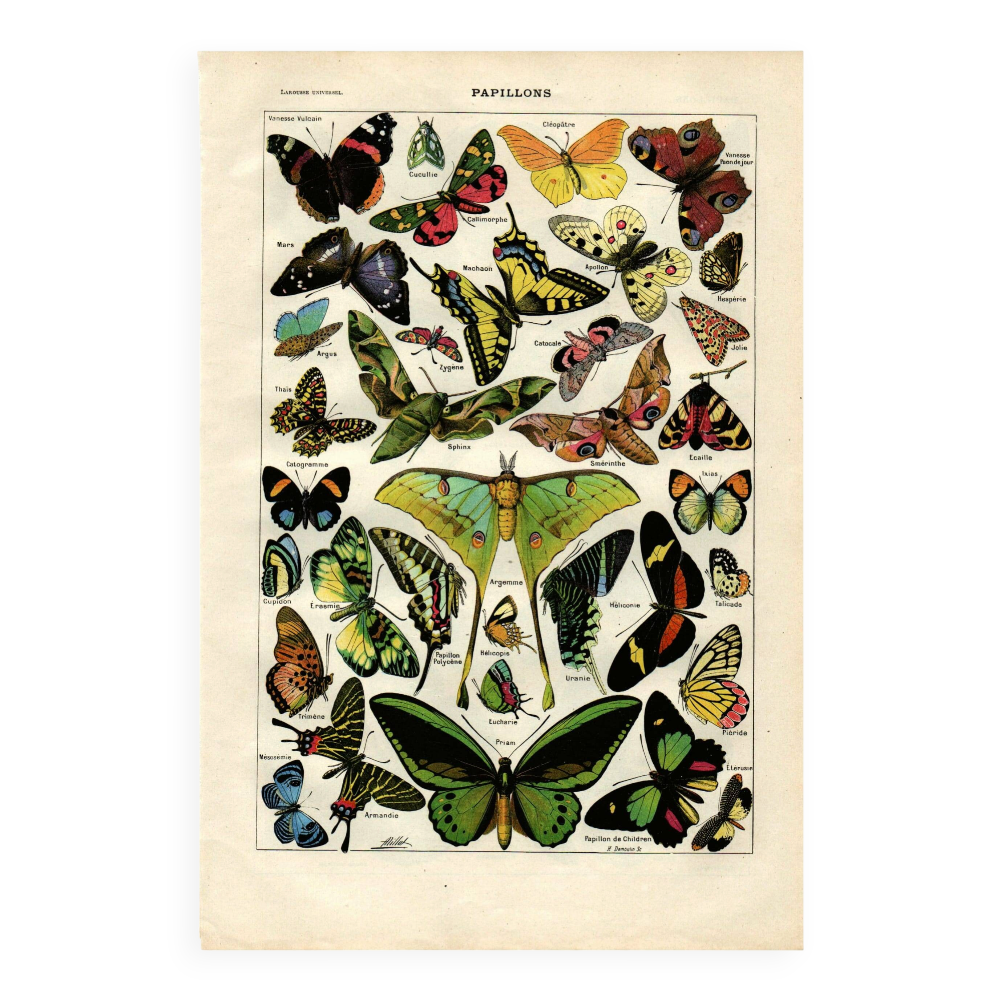 Old engraving from 1923 - Butterflies of the world by A. Millot - Illustration
