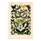 Old engraving from 1923 - Butterflies of the world by A. Millot - Illustration