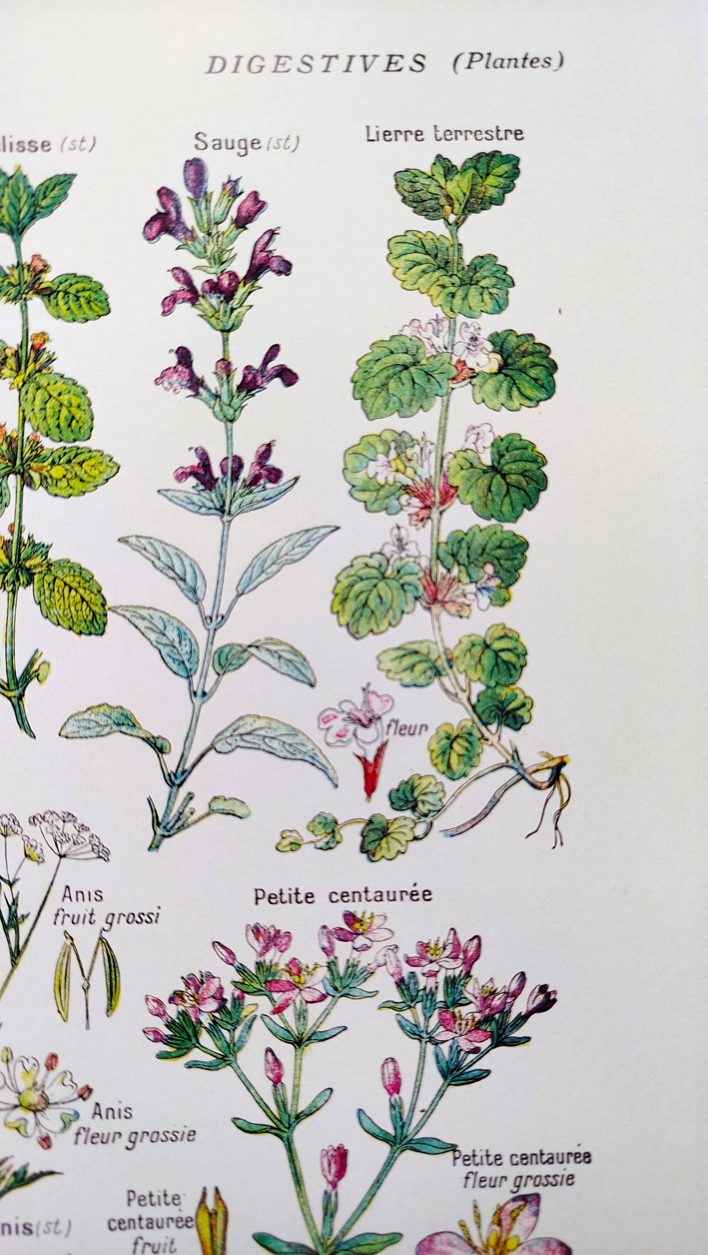 Poster on digestive plants, based on a 1928 lithograph