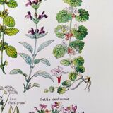 Poster on digestive plants, based on a 1928 lithograph