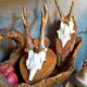 Duo of vintage hunting trophies Art-populaire 50s