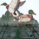 Metal wall tie door with duck decoration. 50s .
