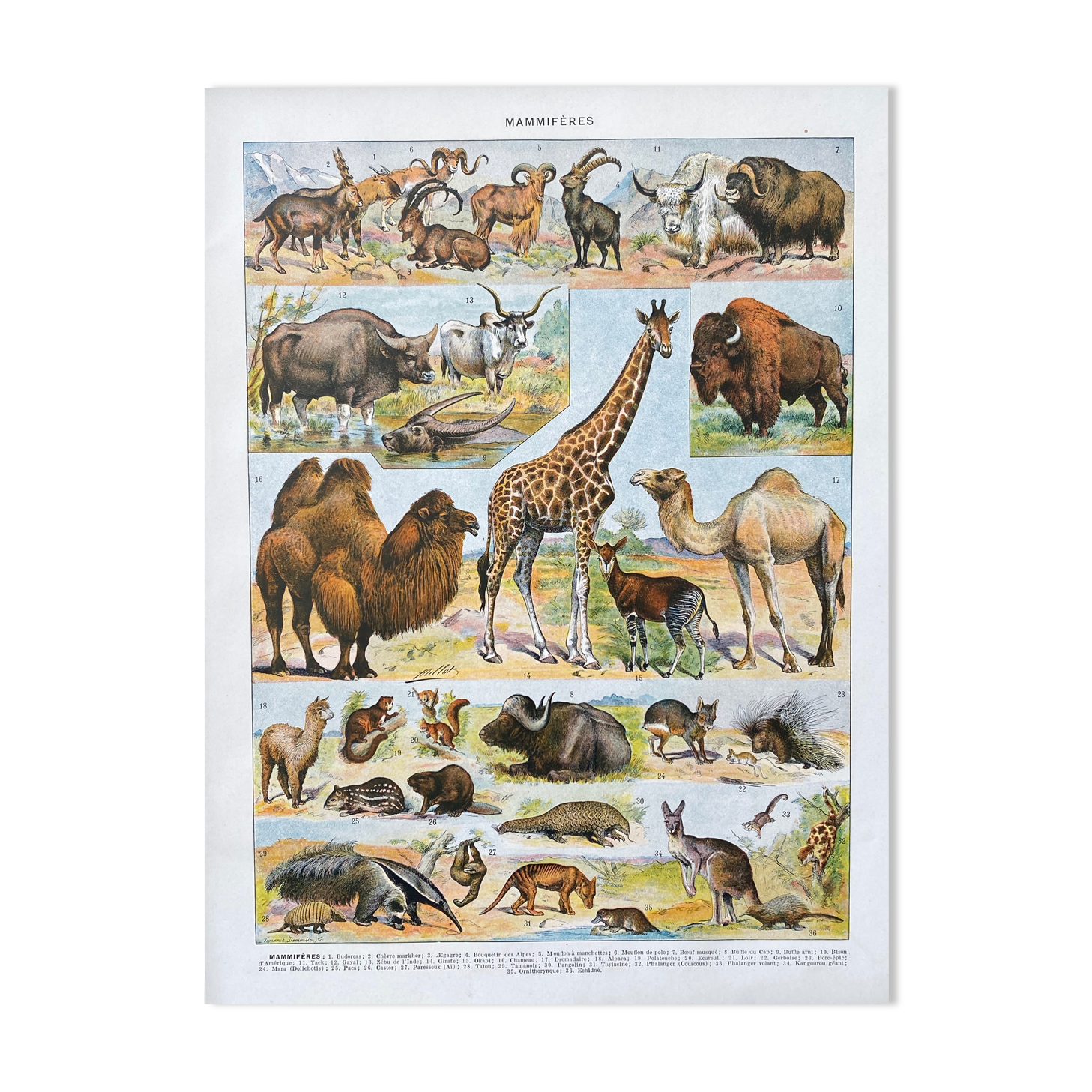 Illustration Millot "Mammals"
