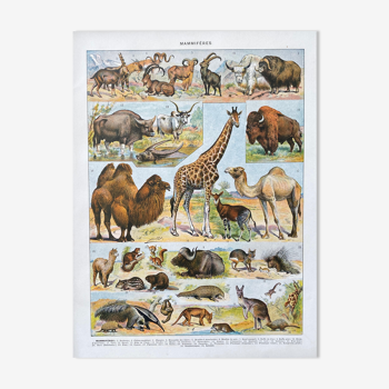 Illustration Millot "Mammals"
