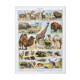 Illustration Millot "Mammals"