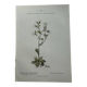 Old botanical plate of French flowers, double-sided.