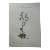 Old botanical plate of French flowers, double-sided.
