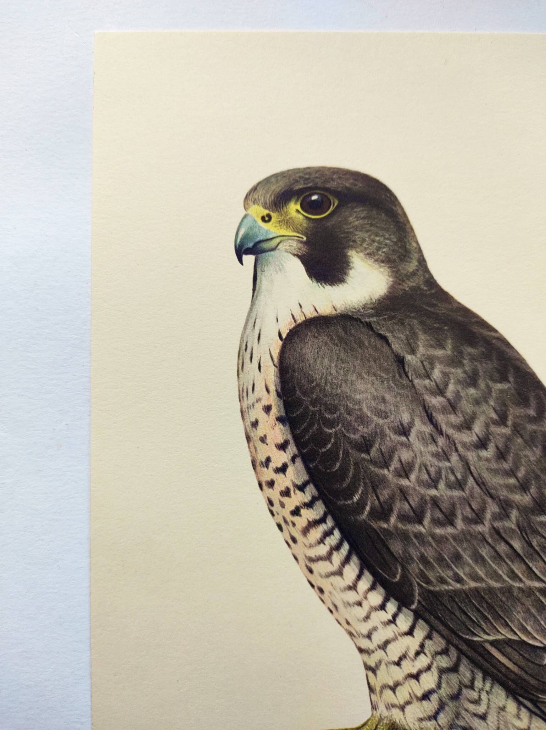 Old bird plate from the 1960s - Peregrine Falcon - Zoological and ornithological illustration