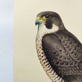Old bird plate from the 1960s - Peregrine Falcon - Zoological and ornithological illustration
