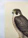 Old bird plate from the 1960s - Peregrine Falcon - Zoological and ornithological illustration