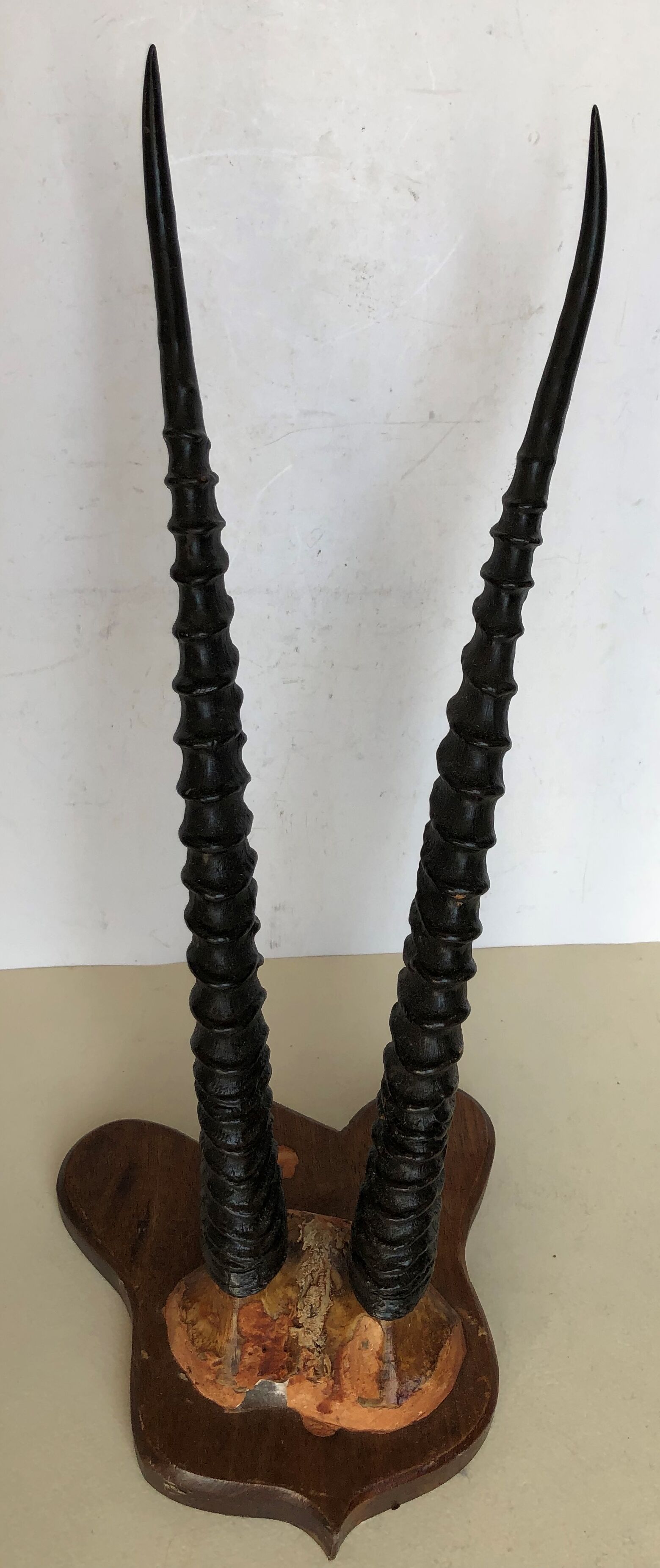 Gazelle horns on wooden support