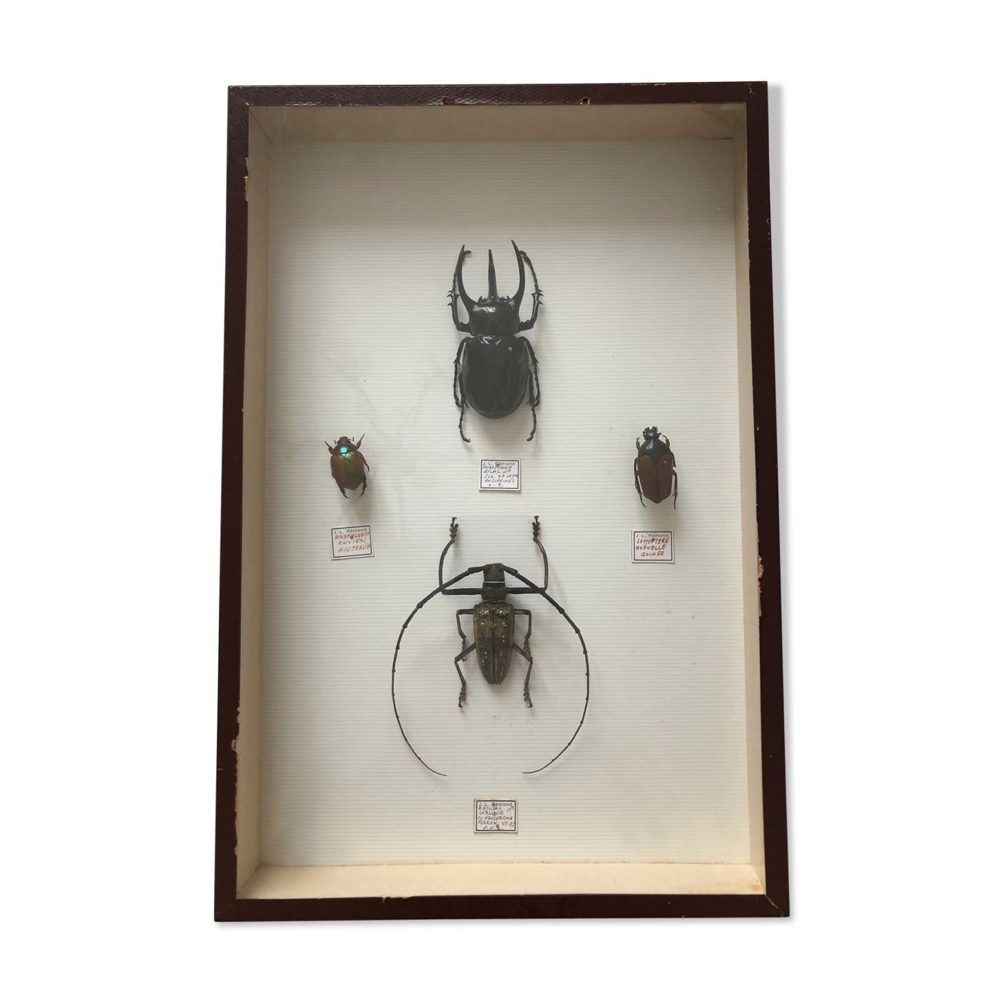 Naturalized beetle insects