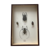 Naturalized beetle insects