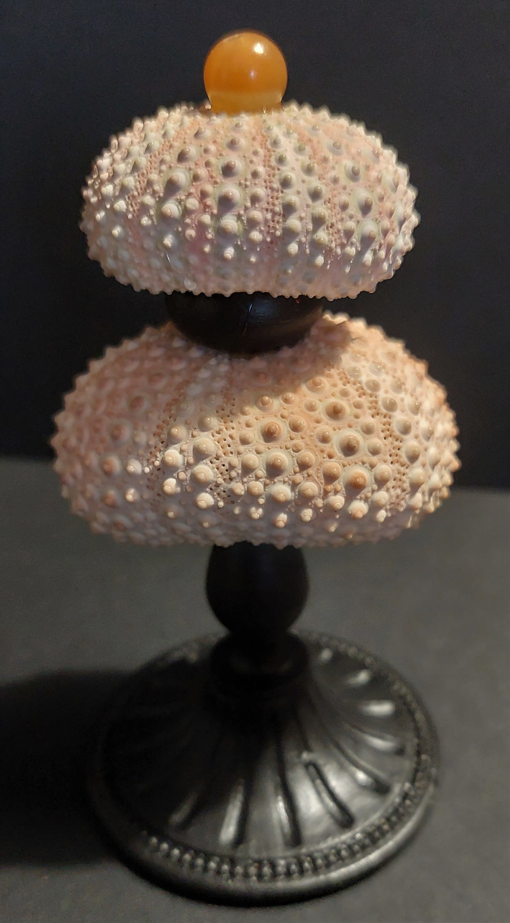 Cabinet of Curiosities sea urchins paracentrotus lividus on pedestal