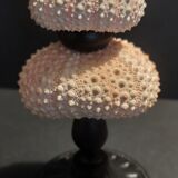 Cabinet of Curiosities sea urchins paracentrotus lividus on pedestal