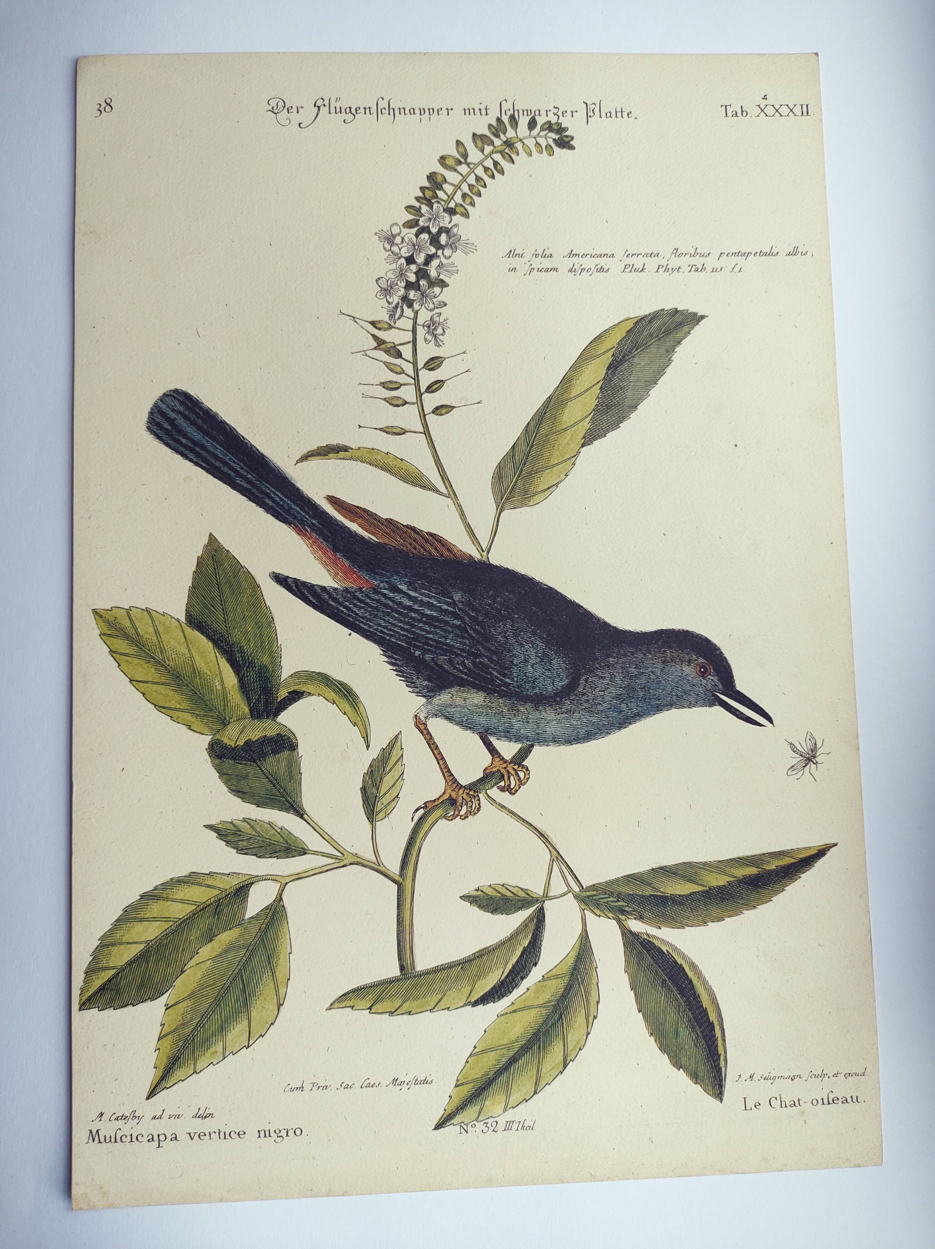 Old bird engraving -The Cat-Bird- Zoological plate by Seligmann & Catesby